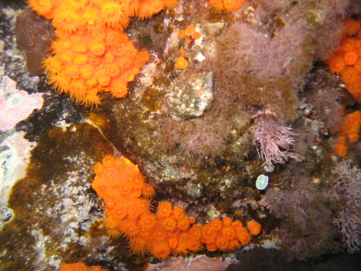Astroides calycularis